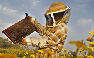 Νέοι μελισσοκόμοι. Συμβουλές για το ξεκίνημα σας.