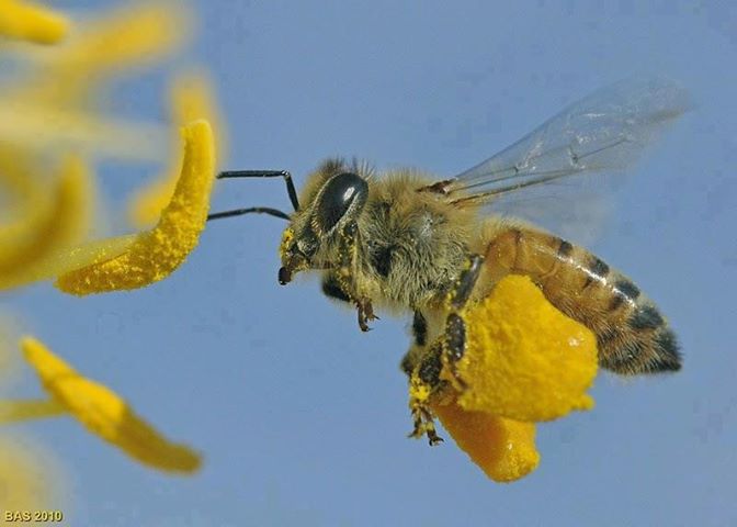 Σκαθάρι απειλεί τις μέλισσες μας. Τι ανακοινώνει η Ε.Ε.;