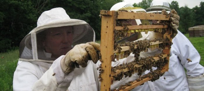 Συμβουλές περιποίησης και φροντίδας των μελισσιών σας.