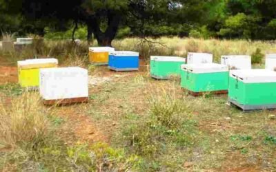 Άνοιξη ή Φθινόπωρο; Ποια η καλύτερη εποχή για να ξεκινήσετε τη μελισσοκομία.