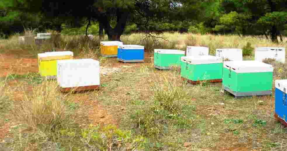 Άνοιξη ή Φθινόπωρο; Ποια η καλύτερη εποχή για να ξεκινήσετε τη μελισσοκομία.