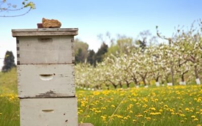 Νέα επιδοτούμενα μελισσοκομικά προγράμματα με ενίσχυση 25€ για αντικατάσταση κυψελών.